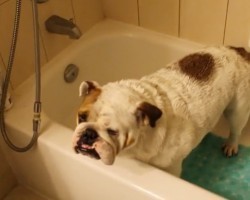 (Video) The Fine Art of Tricking a Doggie Into Taking a Bath