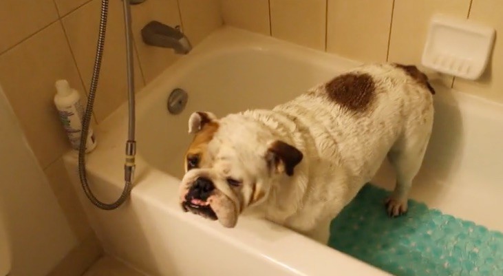 bulldog bath