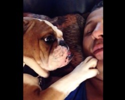 (Video) This Bulldog Seriously Adores Her Dad’s Noisy Kisses. How She Says “More, Please?” OMG, Adorable!