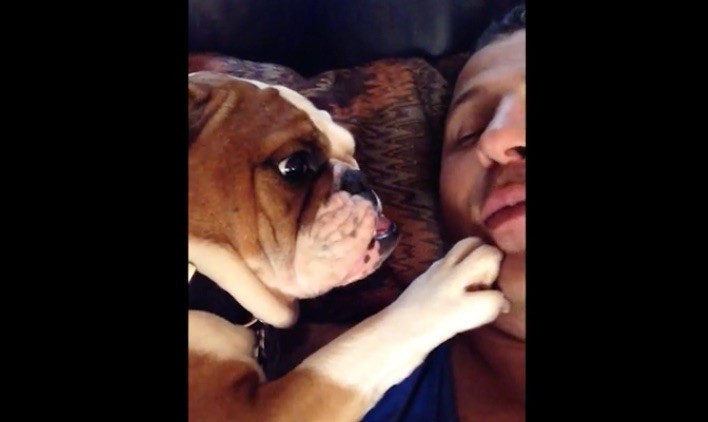 bulldog kiss