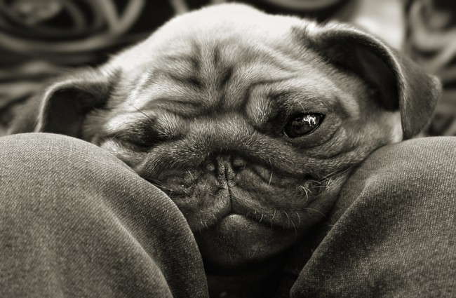 clingly pug on owner's lap