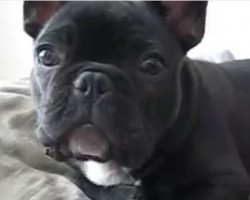 (VIDEO) This Frenchie Puppy is Cranky. Now Listen to What Mom Does to Try to Snap Him Out of His Mood…
