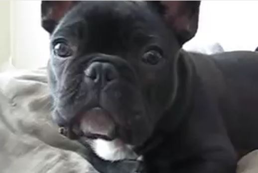 cranky Frenchie puppy