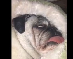 (VIDEO) Pug Sleeps Soundly… With One Eye Open and His Tongue Out?! Too Funny!