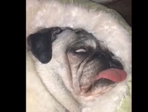 creepy sleepy pug
