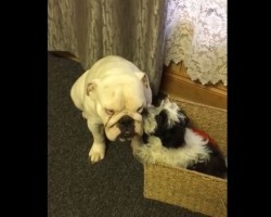 (VIDEO) This Bulldog is Deaf, But Has a Friend Who Loves Him Unconditionally. Now Watch How His Furry Friend Helps Feel Completely Adored.