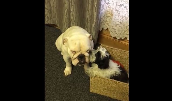 deaf Bulldog and loving doggie