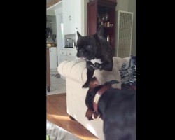 (Video) Owner Captures a Mid-Air Dog Collision in Slow Motion and it’s Pretty Epic!