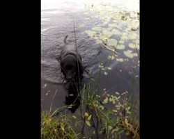 (Video) This Dog Spots a Baby Bird That’s Drowning. What Happens Next Is Astounding!