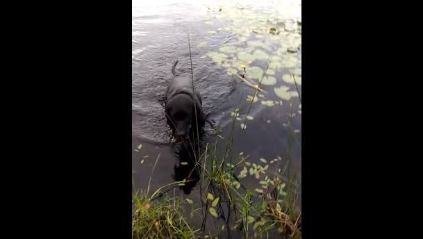 dog saves baby bird