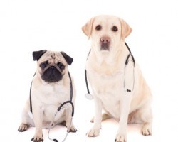 Surprising Diseases Owners Can Catch From Their Pooch