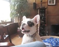 (Video) This Dog’s Bark Is Unlike Anything Anyone Has Heard. I Still Can’t Believe it Myself!