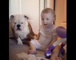 (VIDEO) This Baby and Bulldog Are Up to No Good. Why This is the Case? Pure Comedy!