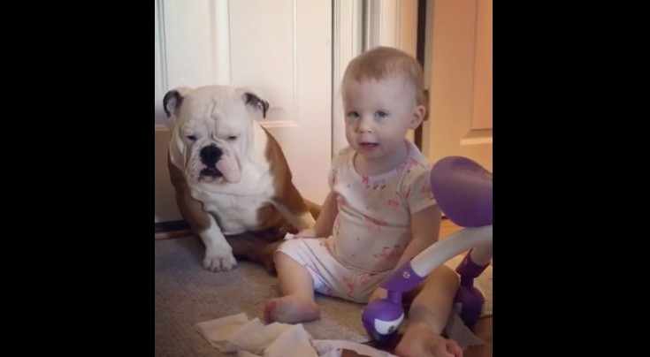 bulldog and baby