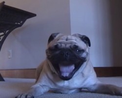 (Video) This Pug is Just a Tad Overly Dramatic. When You See Why? Hysterical!