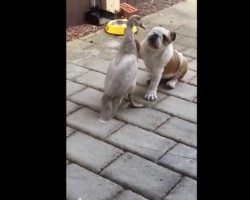 (Video) Bulldog Puppy and Duck Get Into Wrestling Match of the Century. It’s Hard to Believe This!