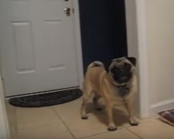 (Video) This Pug is Really Freaking Out. Now See What Hilarious Behaviors She Does to Get Rid of Some of Her Energy…