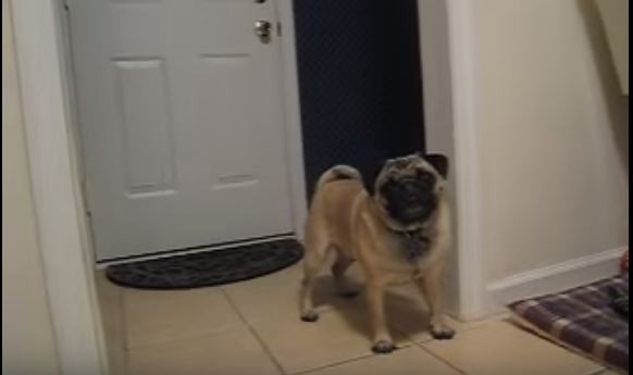 energetic pug