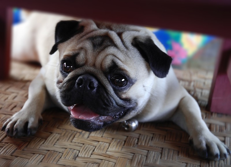 excited pug under a chair