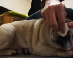 (Video) It’s Time for This Pug’s Wrinkles and Nose to be Cleaned. How He Responds to Dad’s Cleaning? Hilarious!