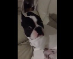 (Video) French Bulldog is Asked if He Broke a Vase. How Guilty He Looks? Someone Needs to Work on Their Poker Face!