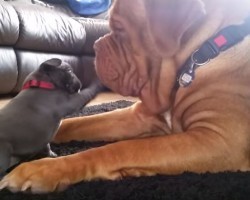(Video) This Gentle Giant Loves This Frenchie Puppy. Now Watch How Size Makes No Difference When These Two Interact…