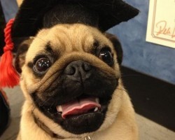 7 Doggies Who Are Graduating and Are Ready to Get the Party Started