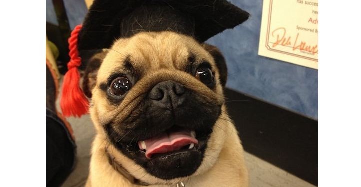graduating pug