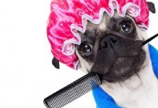 4 Important Reasons Why You Should be Brushing Fido Regularly