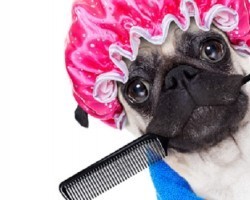4 Important Reasons Why You Should be Brushing Fido Regularly