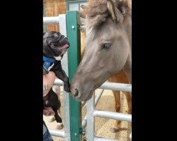 (Video) This Frenchie is Introduced to a Horse. What Happens Next? This is Too Sweet!