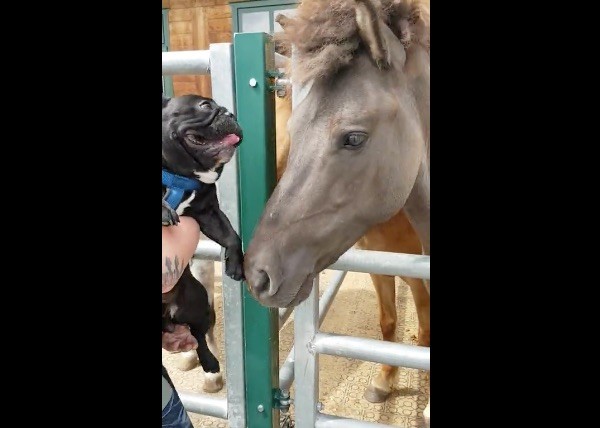 Frenchie and horse