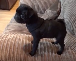 (Video) There’s No Doubt About it, This Pug Wants His Dinner NOW! Wait Until He Throws His Crazy Fit… LOL!