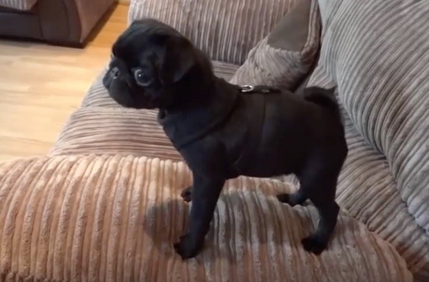 hungry puggy