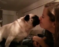 (Video) Pug Challenges Mom to Kiss Him for as Long as Possible. Let’s See How She Does!