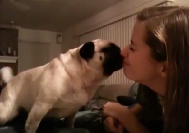 pug and owner kissing contest