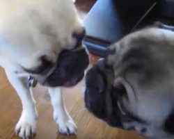 (Video) Warning: PDA (Pugs Displaying Affection) and it’s Worth Watching Every Moment!