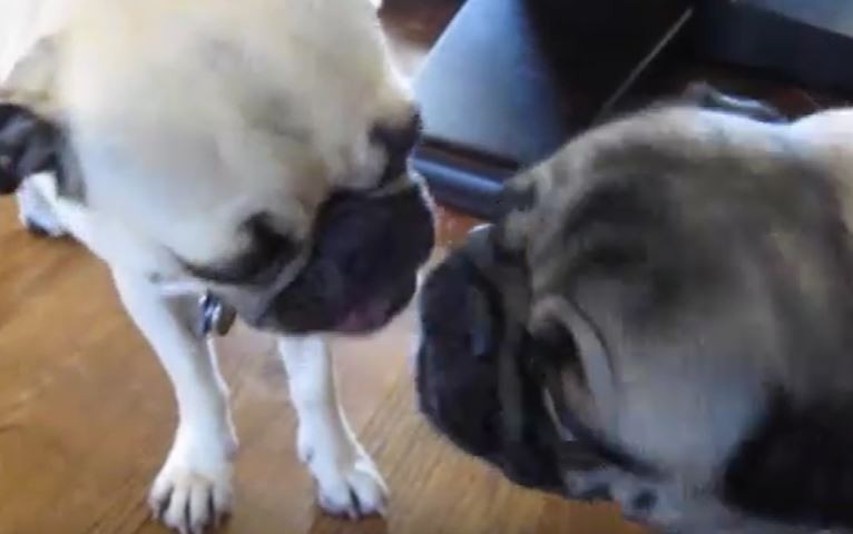 kissy pugs