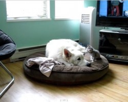 (Video) Sleepy Dog Just Wants to Take a Nap. Now Watch How a Tiny Kitten Tries to Interfere With That…