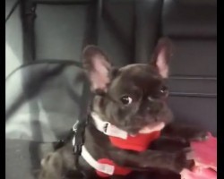 (VIDEO) Small Frenchie Says “I Love You!” Just Wait Until You Hear Her Adorable Sounds!