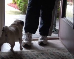 (VIDEO) Very Upset Pug Does NOT Want Dad to Leave. What Plan He Devises to Get Him to Stay? HILARIOUS!