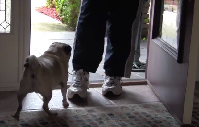 Pug and Dad's shoes