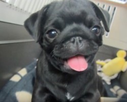 (Video) Nova, a 10-Week-Old Pug, Reminds Everyone Just How Beautiful Life Can Be…