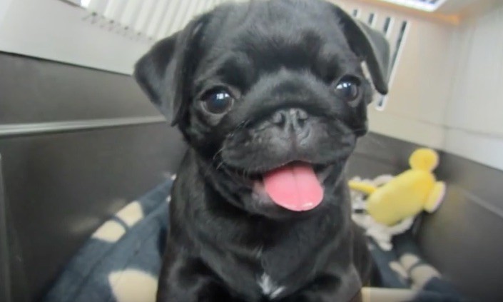 10 week old pug puppy