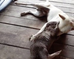 (Video) A Doggie Gets Into a Wrestling Match With a Friendly… Otter?!