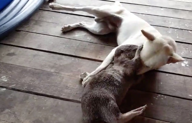 otter and dog wrestling