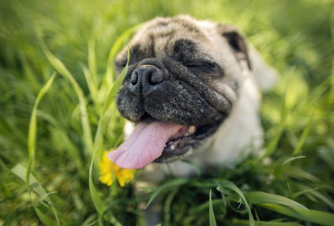 overheated hot pug