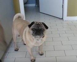 (VIDEO) This Pug LOVES to Eat. When You Hear the Sounds He Makes While Munching Down? Priceless!