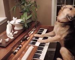 (Video) These Doggies Are Smarter Than Any Honor Student! Just Watch Mozart Play the Piano, LOL!