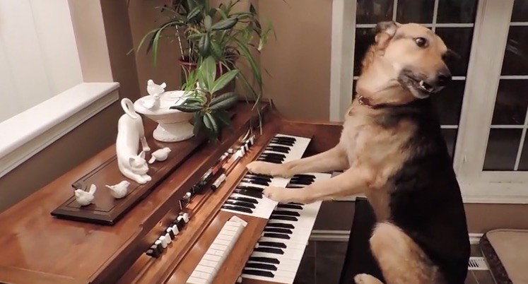 piano dog